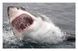 Dangerous Animals: The World's Most Deadly Creatures F012758 фото 4