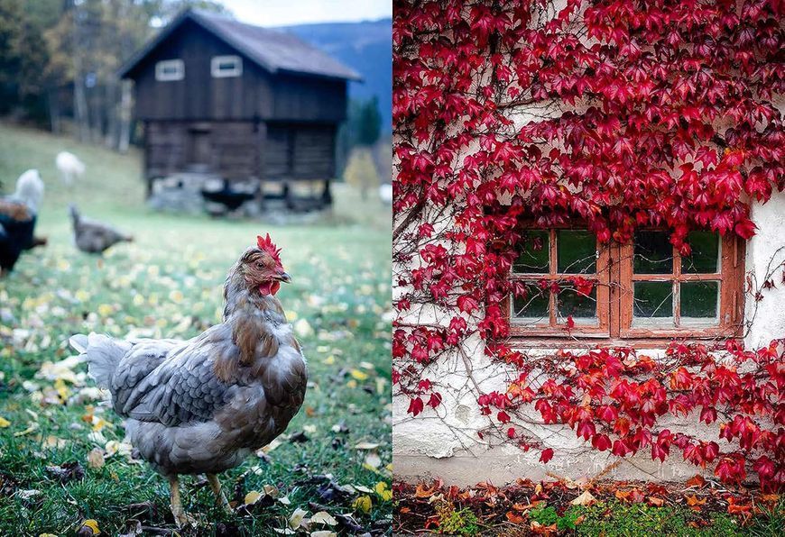 Norwegian Baking through the Seasons: 90 Sweet and Savoury Recipes from North Wild Kitchen F014218 фото