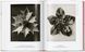 Karl Blossfeldt: The Complete Published Work F014071 фото 8