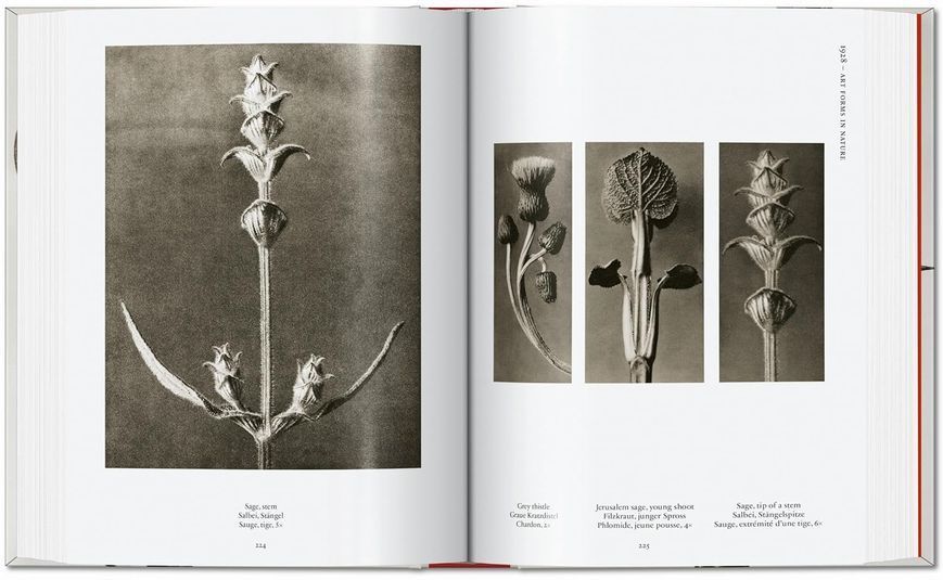 Karl Blossfeldt: The Complete Published Work F014071 фото