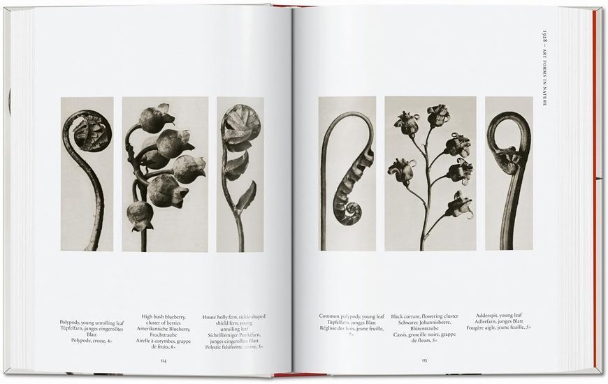 Karl Blossfeldt: The Complete Published Work F014071 фото