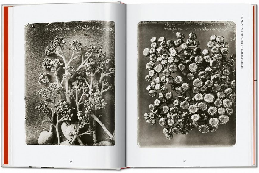Karl Blossfeldt: The Complete Published Work F014071 фото