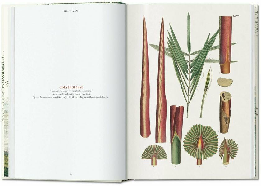 Martius. The Book of Palms. 40th Ed. F007099 фото