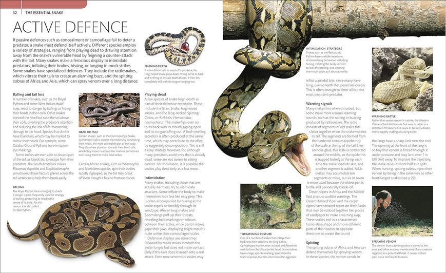 Snake F009813 фото