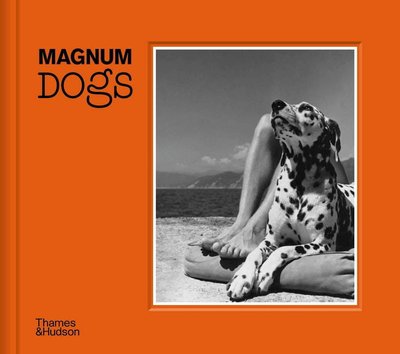 Magnum Dogs F001060 фото