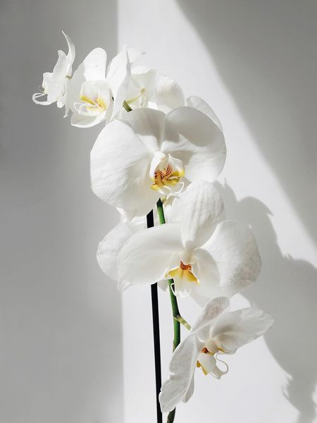 Orchids (Floramour) F013040 фото