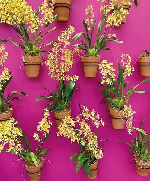 Orchids (Floramour) F013040 фото