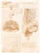 Leonardo Da Vinci and Anatomy. The Mechanics of Life F010919 фото 5