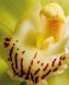 Orchids (Floramour) F013040 фото 7
