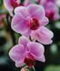 Orchids (Floramour) F013040 фото 3